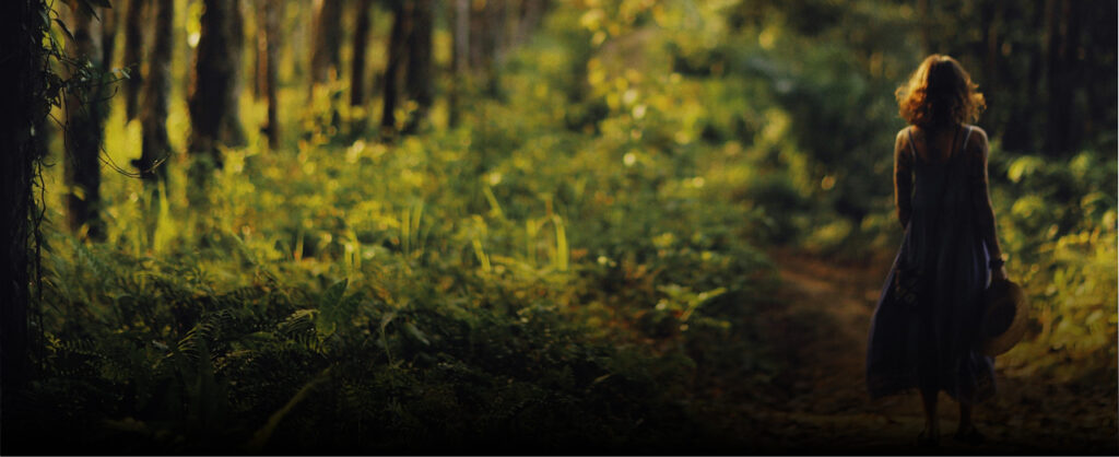 Fondo reserva bosque