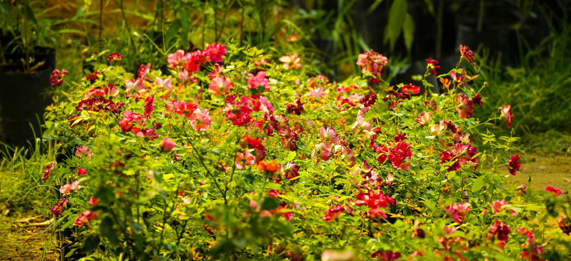 Flores jardín